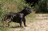BOULEDOGUE FRANCAIS 051